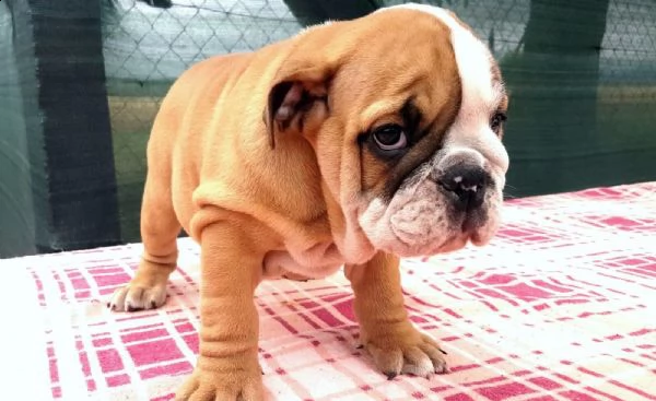  regalo bulldog inglese cuccioli con pedigree