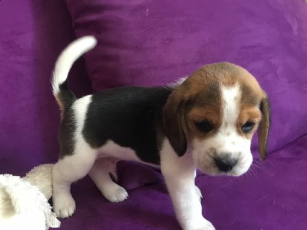  regalo beagle cuccioli con pedigree