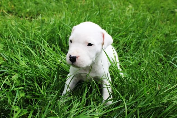 regalo cuccioli di pitbul