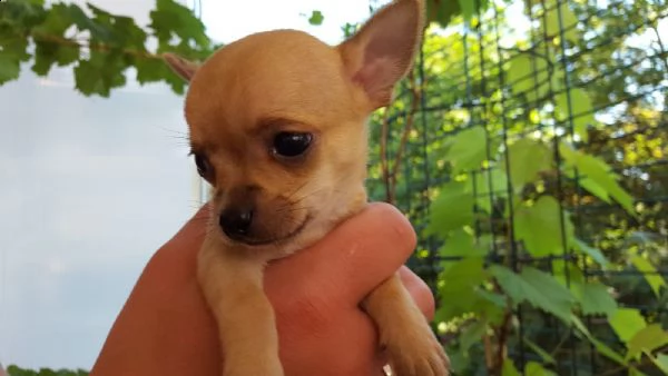 regalo chihuahua meravigliosi