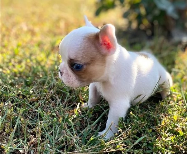 cuccioli di bulldog francese per l'adozione