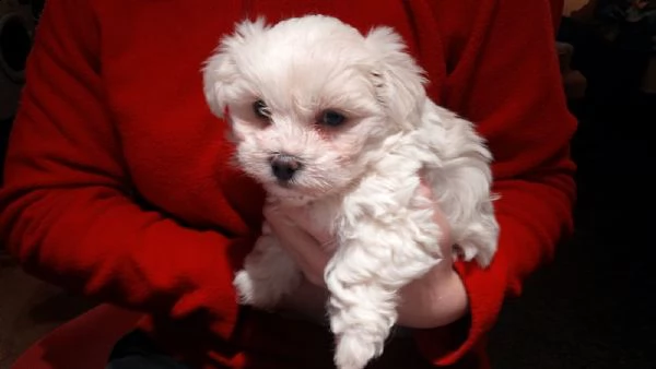  adorabili cuccioli malteser  femminucce e maschietti disponibili