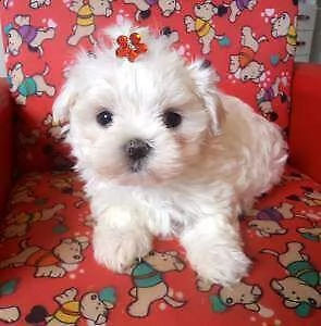 cediamo cucciolo di maltese mini toy perfettissimi inteligentissimi 