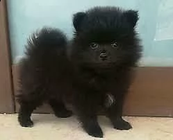 abbiamo a disposizione giocosi cuccioletti di spitz di pomerania,