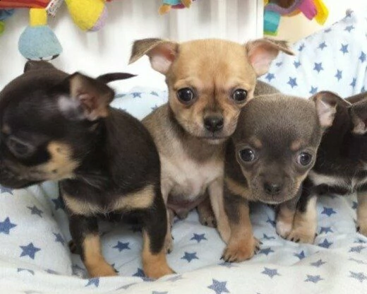  bellissimi cuccioli di pincher chhuahua toy di due mesi e mezzo