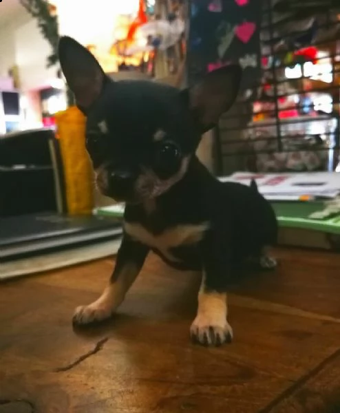 disponiamo cuccioli di pincher chihuahua 