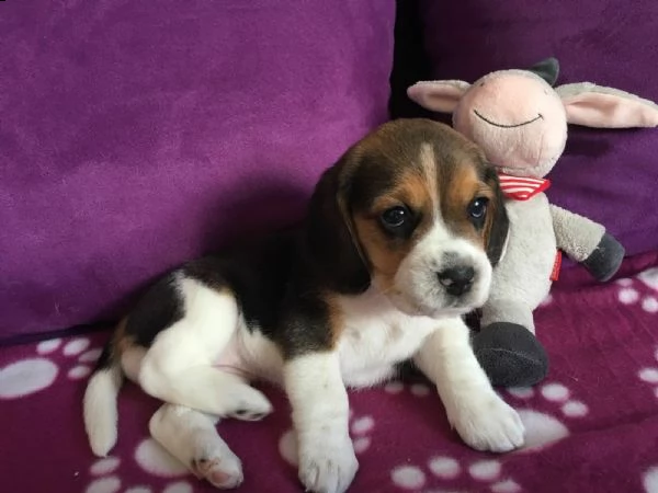 regalo cuccioli di beagle