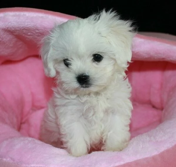 splendidi cuccioli di maltese mini toy.