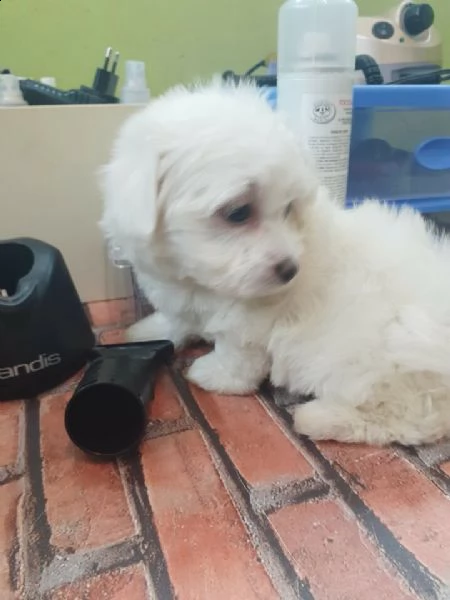 maltese no importazione