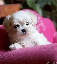 cucciolo di maltese mini mini toy/