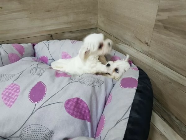 disponibili dolcissimi cuccioli di maltese.
