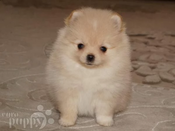 cucciolo di spitz mini toy bellissimi vivacissimi e inteligentissimi 