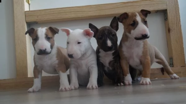 regalo cuccioli di pitbull