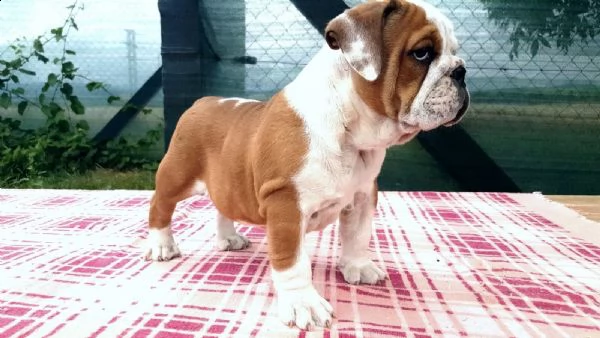  regalo bulldog inglese cuccioli con pedigree
