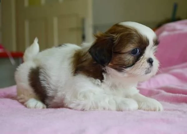  regalo cuccioli shih tzu