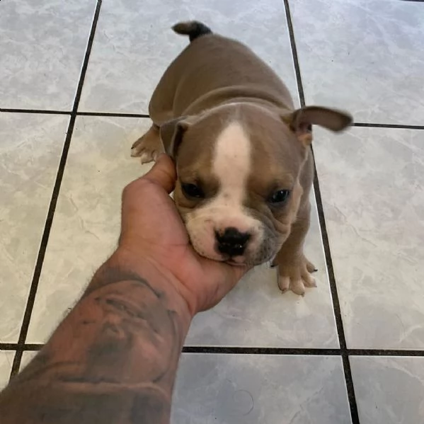 bulldog | Foto 0