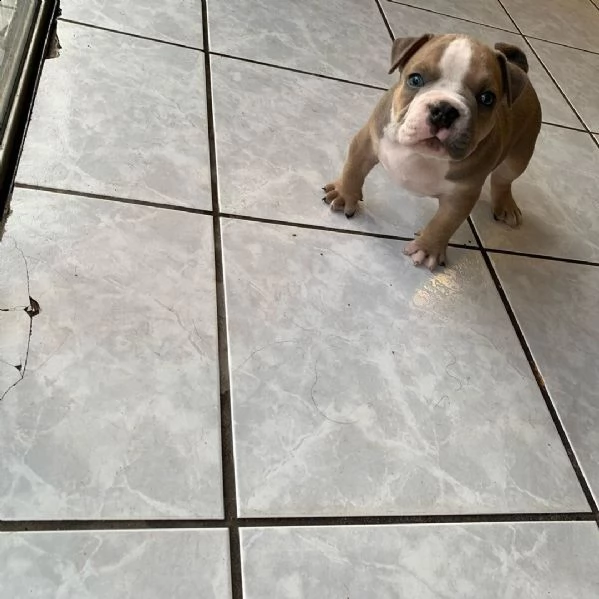 bulldog