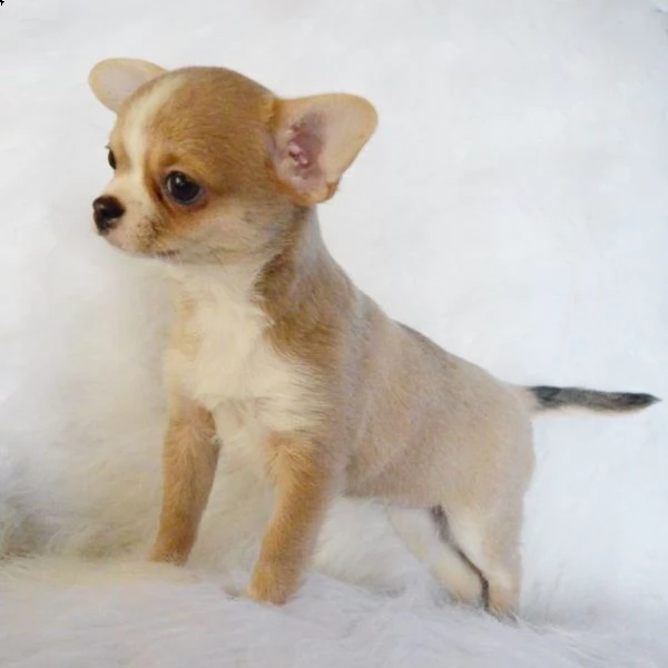  regalo cuccioli di chihuahua mini toy