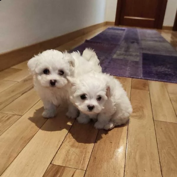 maltese taglia piccola