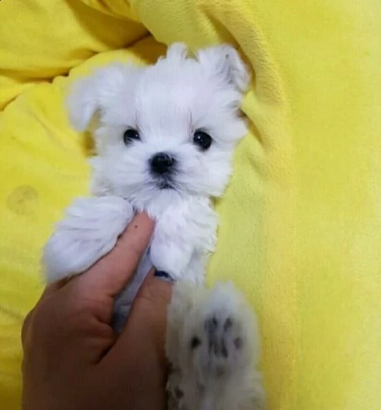 cuccioli di maltesi di 83 giorni 