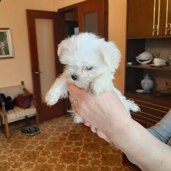 maltese super toy
