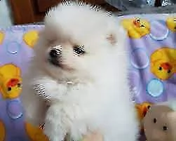 disponibile volpino spitz pomerania di 90 giorni felicissimi e sanissimi