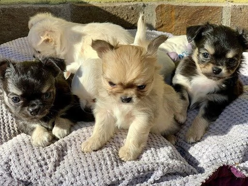 cuccioli di pincher chihuahua toy/