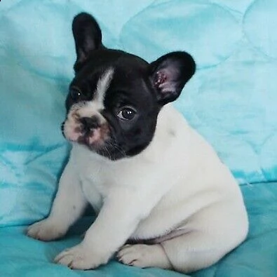 cuccioletti di bulldog francese