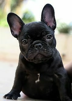 cediamo cucciolo di bulldog francese mini toy