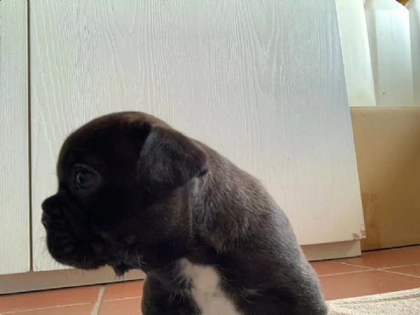 bellissimi cuccioli di bulldog francese 
