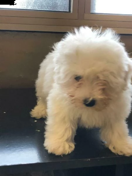 cucciolo di maltese toy maschio in pronta consegna