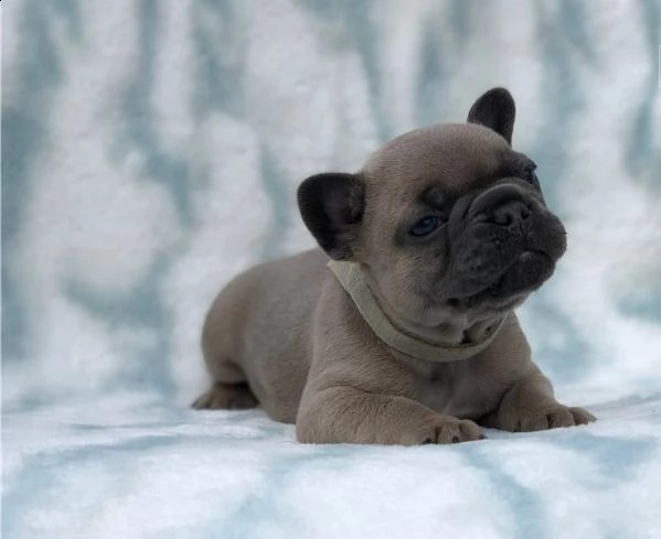 cuccioli di bulldog francese per l'adozione