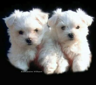 cucciolo di maltese mini toy dolcissimo 