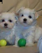 cucciolo di maltese mini mini toy eccellentissimi purissimi 