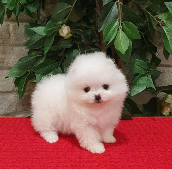 femmina e maschio di spitz pomerania