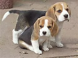cucciolo di beagle inteligentissimo originalissim