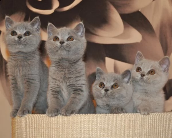 vendita cucciolo british short a colore raro lilac