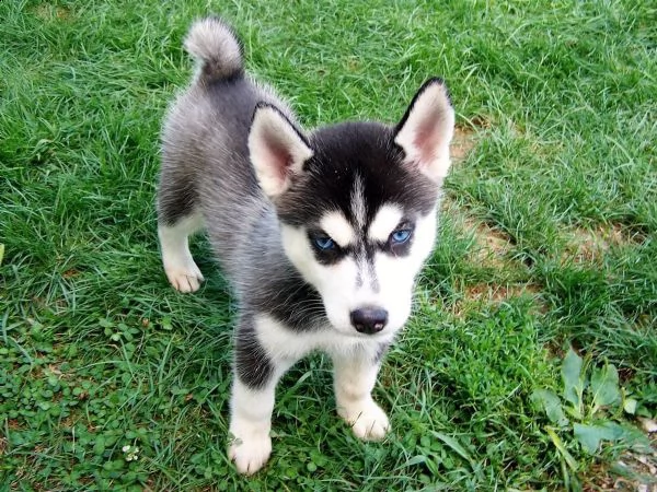  regalo siberian husky con pedigree