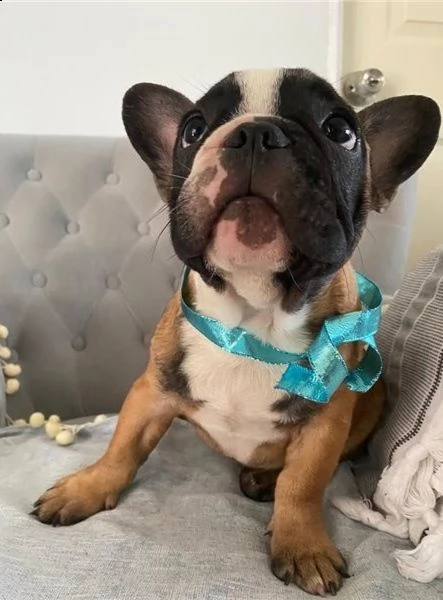 cuccioli di bulldog francese per l'adozione