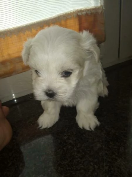 cuccioletti di furbissimi e fierissimi cuccioli di maltese mini, 