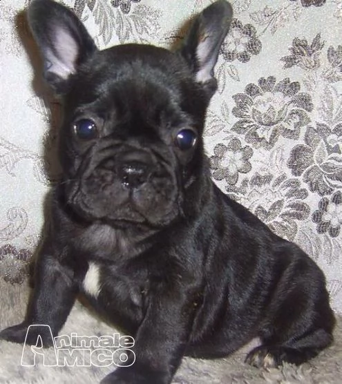 cucciolo di bull dog francese inteligentissimo perfettissimo 