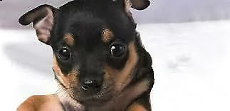 cucciolotti di pincher toy di due mesi e mezzo