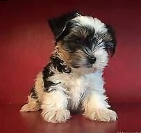 cucciolo di york shire e maltese mini toy