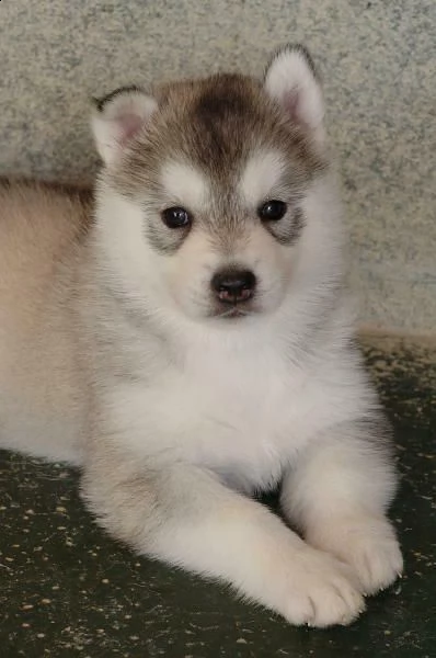  husky siberiano di due mesi e mezzo