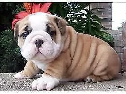 cucciolotti di bulldog francese di due mesi e mezzo