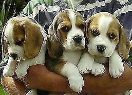 felicioni e coccoloni cucciolini di beagle pocket di 90 giorni