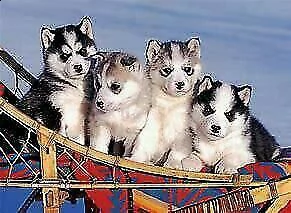 generosissimi e coccolosi cucciolini di husky siberiano