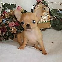 cucciolo di chiwawa mini toy inteligentissimo 