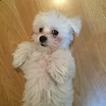 bellissimi maltesini toy di mesi 2 e mezzo 