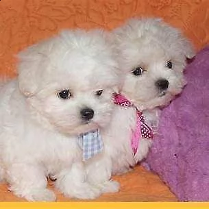 cedo cucciolo di maltesino mini toy generosissimi inteligentissimi